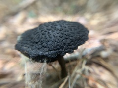Strobilomyces strobilaceus