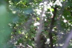 Setophaga caerulescens