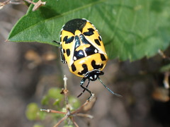 Murgantia histrionica