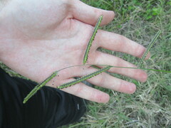 Paspalum dilatatum