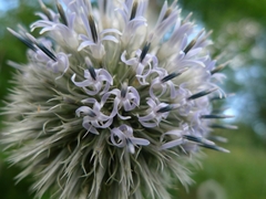 Echinops exaltatus