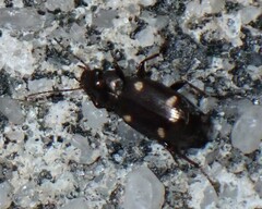Tetragonoderus laevigatus