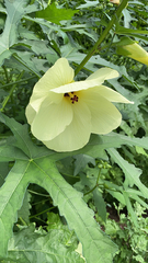 Abelmoschus