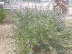 Leucophyllum frutescens
