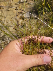 Scleria verticillata