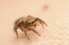 Habronattus coecatus