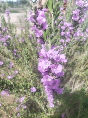 Leucophyllum frutescens