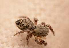 Habronattus coecatus