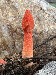 Phallus rugulosus
