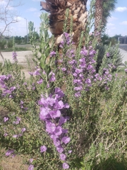 Leucophyllum frutescens