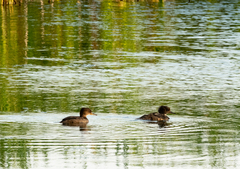 Lophodytes cucullatus