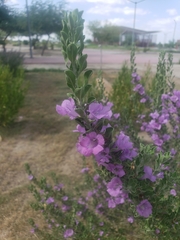 Leucophyllum frutescens