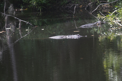 Alligator mississippiensis