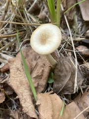 Lentinus arcularius
