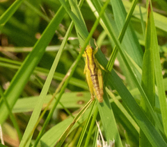 Melanoplus bivittatus