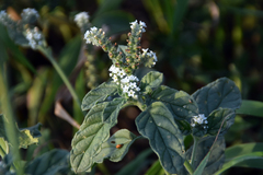 Heliotropium europaeum