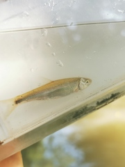 Cyprinella spiloptera