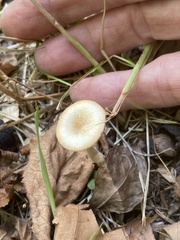 Lentinus arcularius
