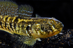 Gobius ophiocephalus