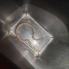 Pituophis deppei