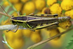 Melanoplus bivittatus