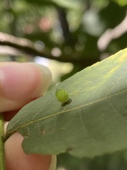 Caryomyia viscidolium