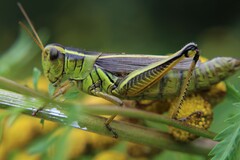 Melanoplus bivittatus