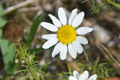 Tripleurospermum inodorum