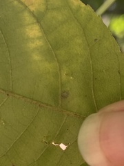 Caryomyia viscidolium