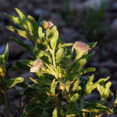 Chamaesaracha sordida