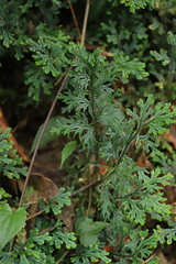 Selaginella lewalleana