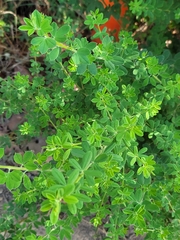 Genista monspessulana