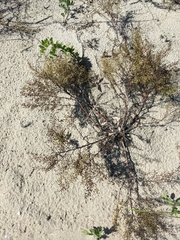 Polygonella articulata