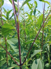 Helianthus tuberosus