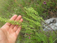 Artemisia campestris