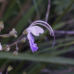 Trichostema arizonicum