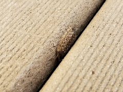 Porcellio spinicornis