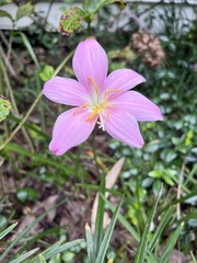Zephyranthes