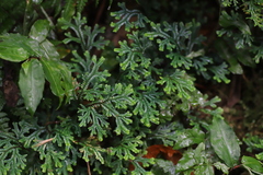 Selaginella lewalleana