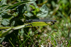 Ischnura