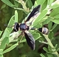 Physocephala marginata