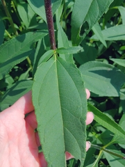 Helianthus tuberosus