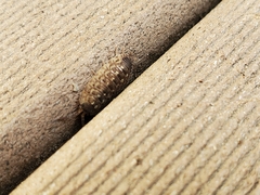 Porcellio spinicornis