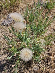 Tragopogon dubius