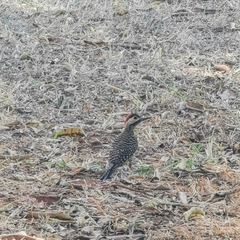 Colaptes melanochloros