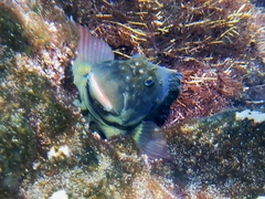 Ophioblennius atlanticus