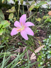 Zephyranthes