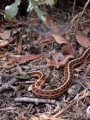 Thamnophis elegans terrestris