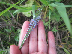 Veronica longifolia