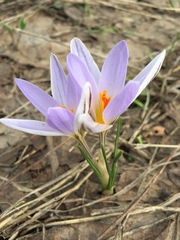 Crocus reticulatus